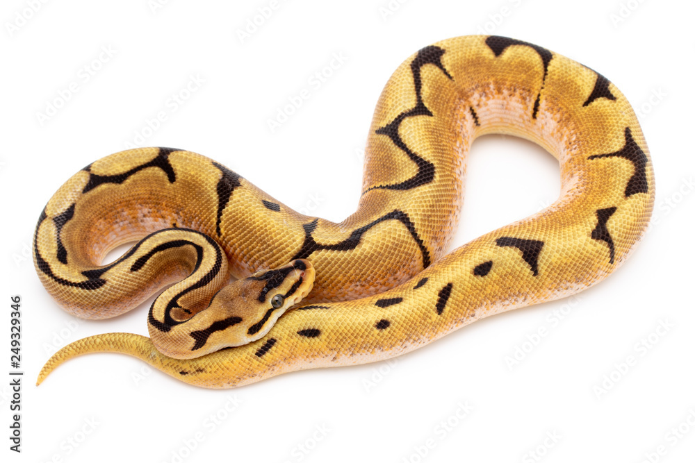 Obraz premium Ball Python Reptile Snake Isolated White Background
