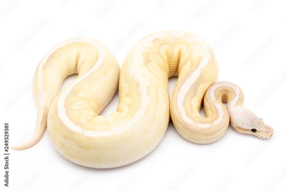 Obraz premium Ball Python Reptile Snake Isolated White Background