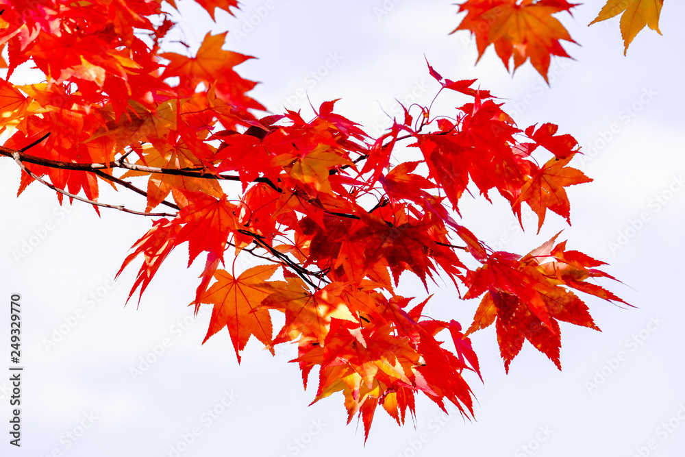 Red maple branches on white isolated background, Maple tree branches on sky in autumn season, maple leaves turn from orange to red, season change in Japan. Red maple branches on white isolated background, Maple tree branches on sky in autumn season, maple leaves turn from orange to red, season change in Japan.