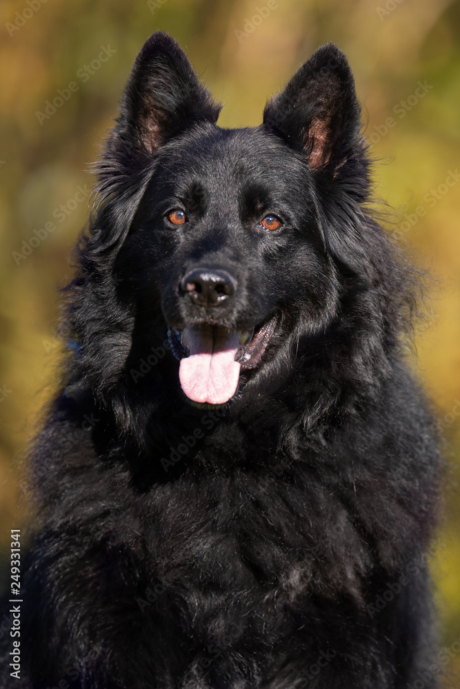 Portrait of a dog Portrait of a dog