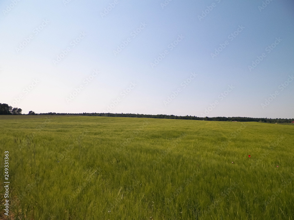 Fototapeta premium Green field in Kashubian village.