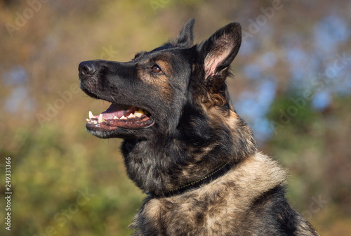 Portrait of a dog