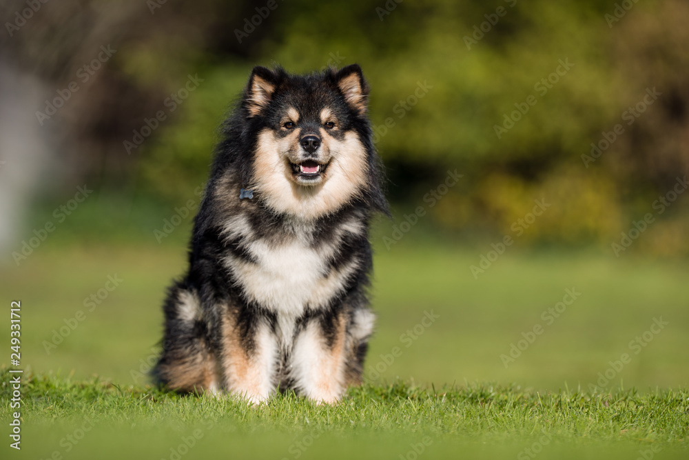 Portrait of a Finnish lap dog
