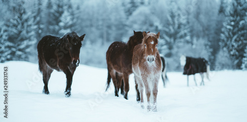 Nordland horse in Norway