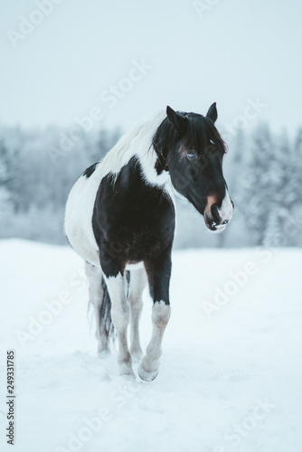 Winter horses