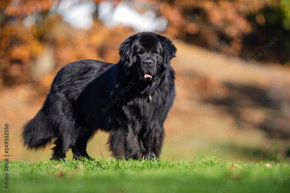 Portrait of a dog