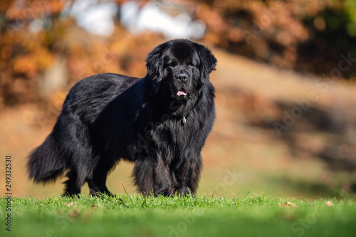 Portrait of a dog
