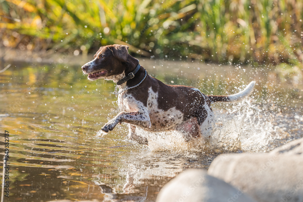 running dog in water
