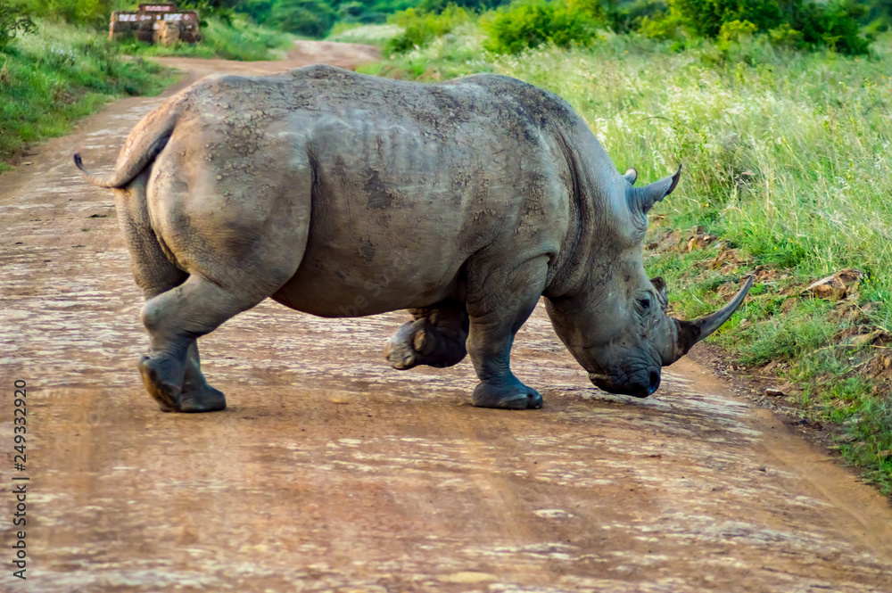 Obraz premium White Rhinoceros in the savannah of Nairobi