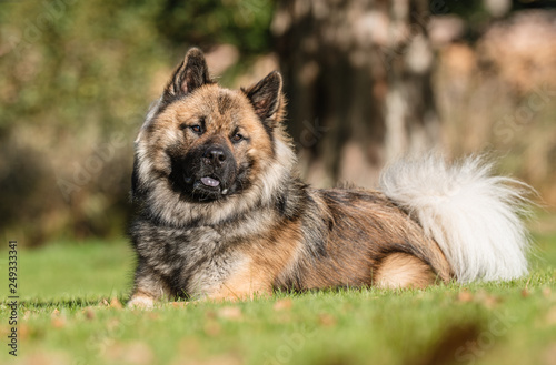 Portrait of a dog