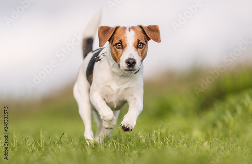 Portrait of a dog