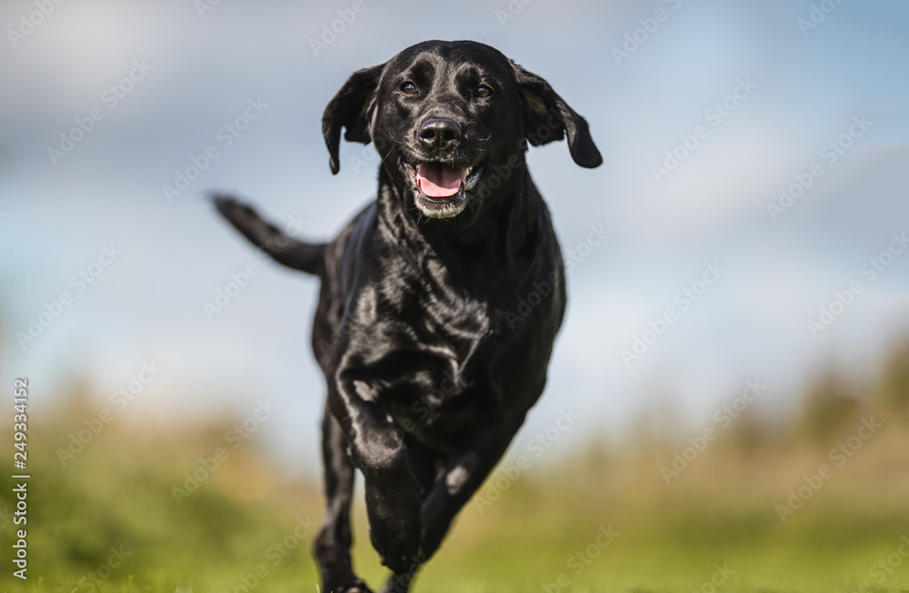 portrait of a dog