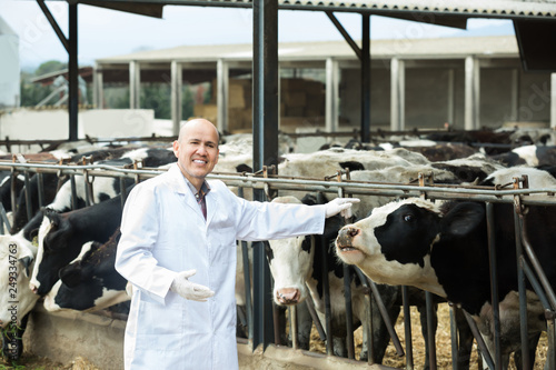 Portrait of veterinary caring cows