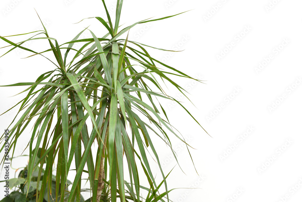 Large and thick leaves of the home plant of dracaena against a white wall Large and thick leaves of the home plant of dracaena against a white wall