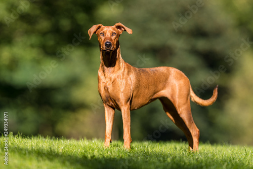 Portrait of a dog photo