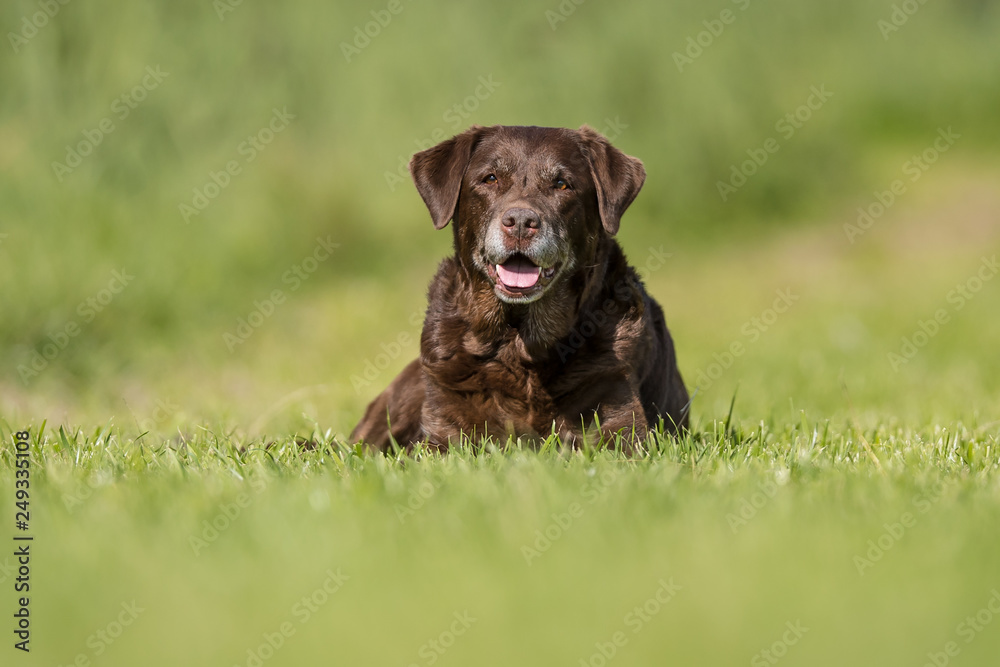 portrait of a dog