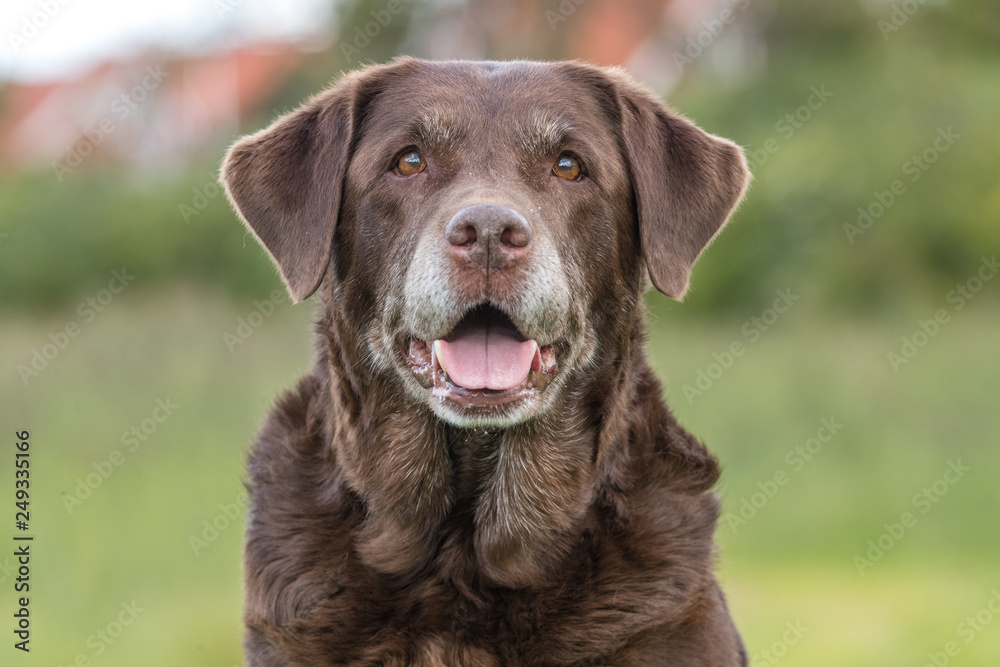 portrait of a dog