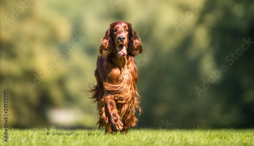 Irish Setter photo