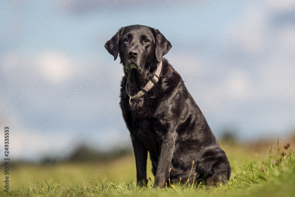 Portrait of a dog Portrait of a dog