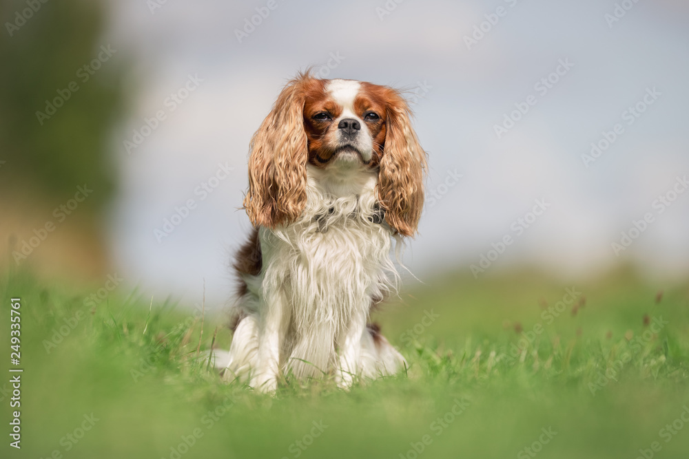 english cocker spaniel on green grass