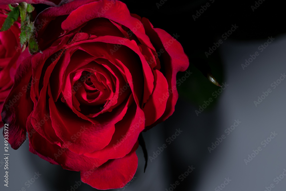 Fototapeta premium Beautiful red roses