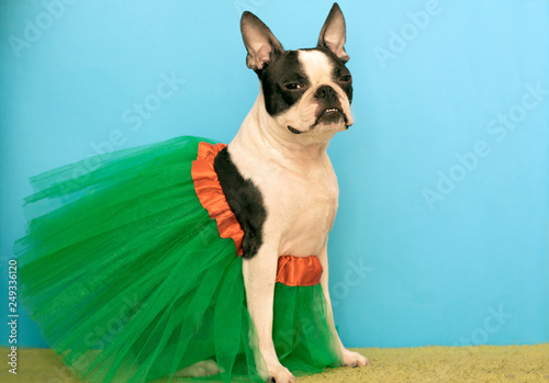 A Boston Terrier dog wearing a green, airy dress depicts a ballerina with a model face. copy space © leksann