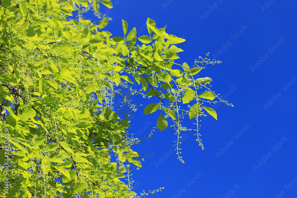 Exotic tree with long blossoms. Exotic tree with long blossoms.