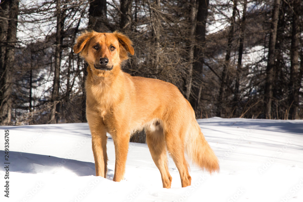 chien roux dans la neige