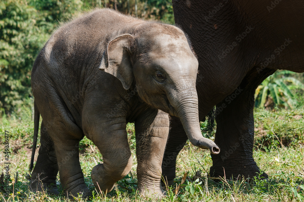Fototapeta premium Elephant, Elephant Camp Young Asian , travel in Thailand.