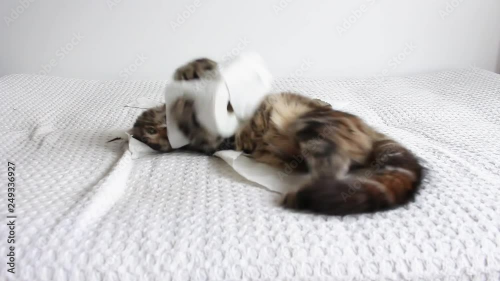 funny kitten playing with toilet paper tissues and chewing and destroying pieces of paper