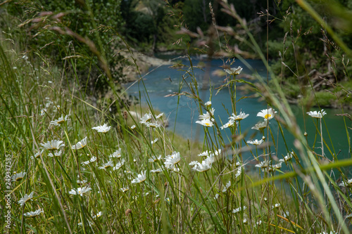 Putorina New Zealand. Riverand flowers. Daisy photo