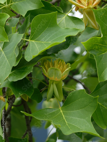 Liriodendron tulipifera - Grosse fleur éclose du tulipier de Virginie ou arbre au lis ressemblant à une tulipe aux pétales vert clair, jaune orangé  photo