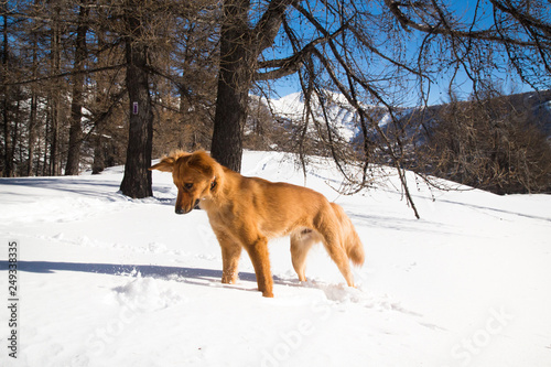 chien qui joue dans laneige