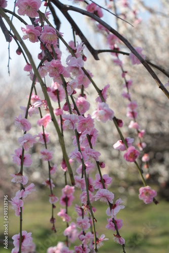 plum blossoms