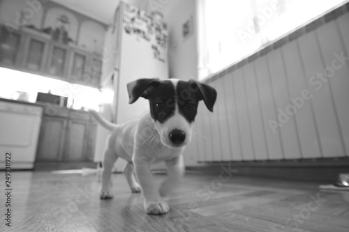 floor, dog, home, baby, puppy, domestic, carefree, green, pet, punish, scold, sad, friend, beside, lies, forgiveness, teach, carpet, guiltily, high top view, looking, care, guilty, punishment, clear, 