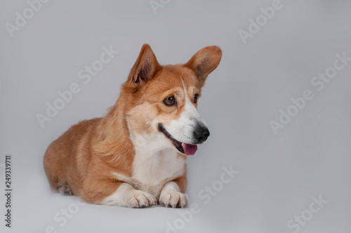 Fototapeta Naklejka Na Ścianę i Meble -  dog welsh corgi pembroke on white background