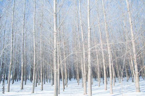 Photograph of a grove of white Poplar trees in a the winter snow photo