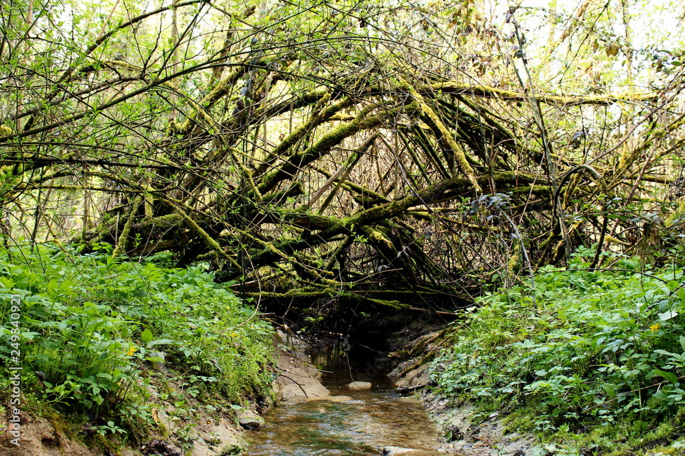 ponte naturale ponte naturale