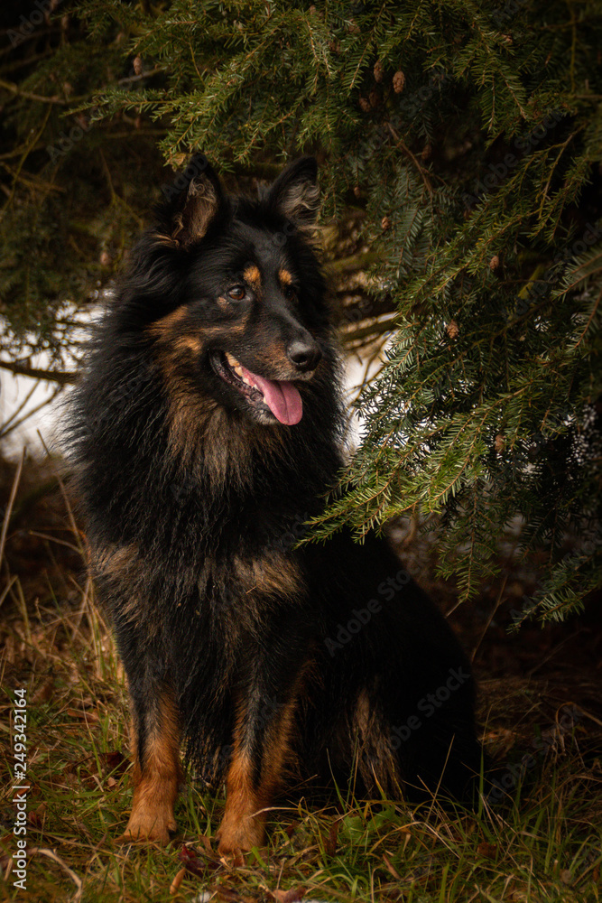 Fototapeta premium Portrait of Bohemian Shepherd under the pine. Photo from my third Photoworkshop on Konopiste. It was amazing experience. I love dogs on snow.