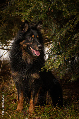 Portrait of Bohemian Shepherd under the pine.  Photo from my third Photoworkshop on Konopiste. It was amazing experience. I love dogs on snow. photo