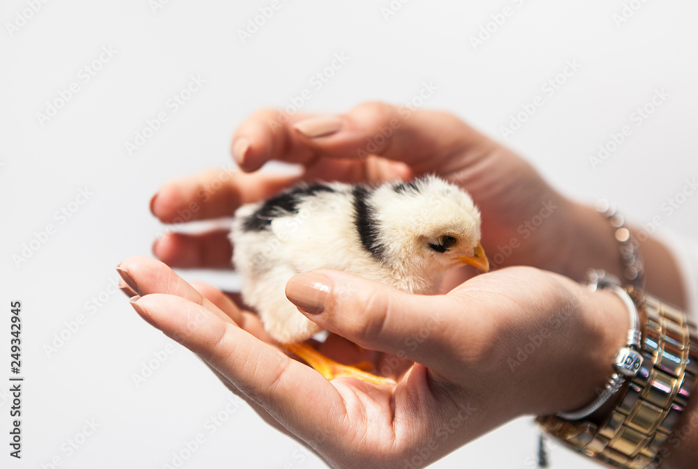 chick, chicken chick, chicken