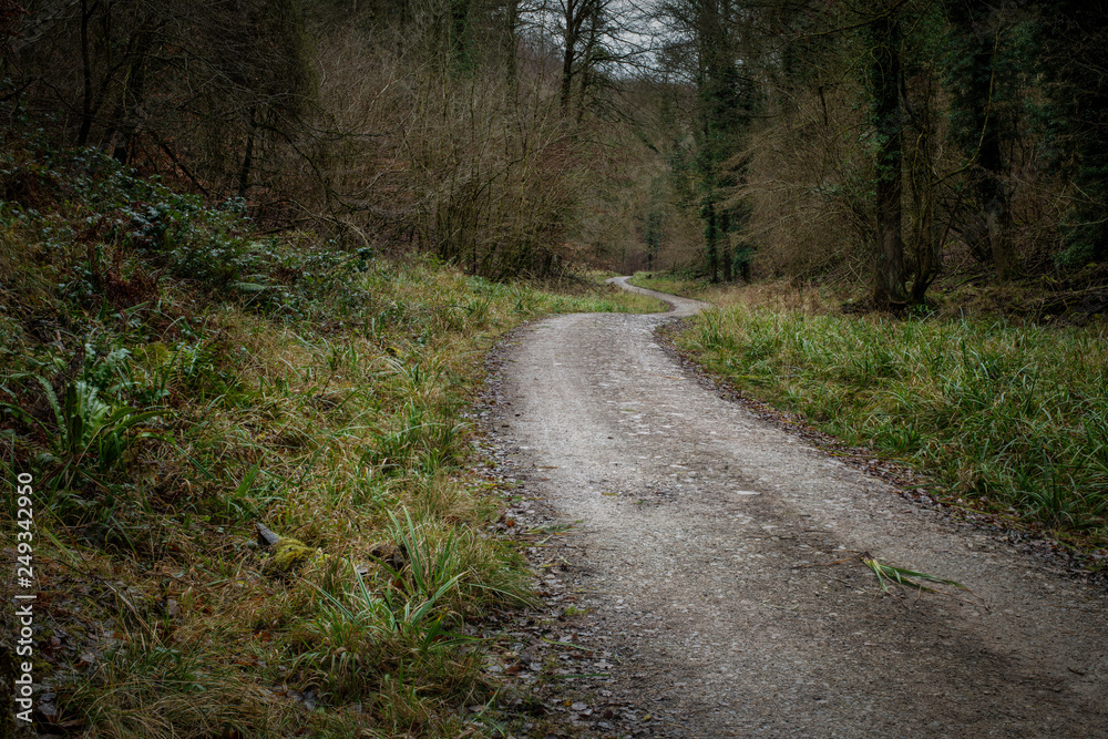 Fototapeta premium Winter Woodland Landscape