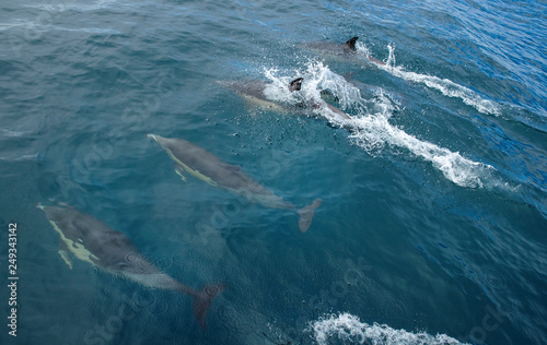 Whakatane coast New Zealand. Ocean. Delphin