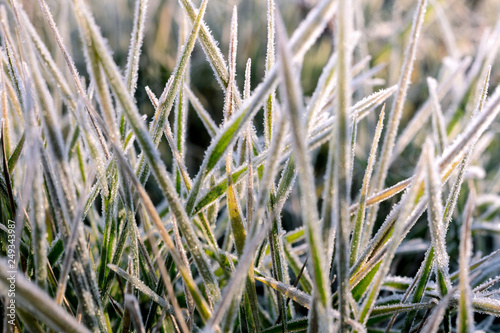 Leaves and grass covered with hoarfrost in a macro shot.