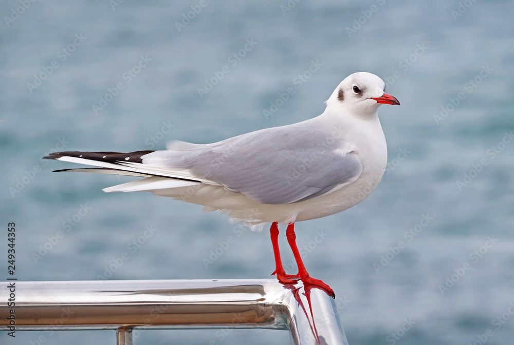Obraz premium A beautiful white seagull