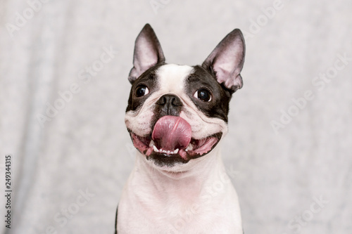 dog breed boston terrier with a happy face and parched tongue posing on a light background. portrait.