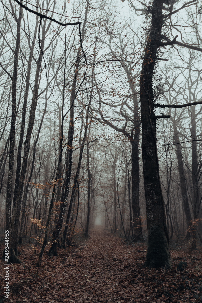 Mystic and dark forest covered with fog. Mysterious and magical. Mystic and dark forest covered with fog. Mysterious and magical.