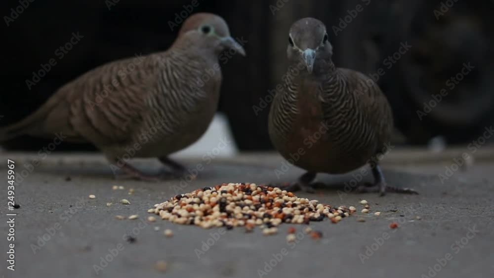 Zebra Dove Birds Are Eating Food Zebra Dove Birds Are Eating Food