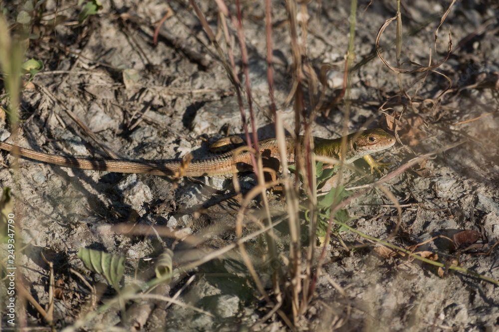Green lizard on a silver ground hidden in grass Green lizard on a silver ground hidden in grass