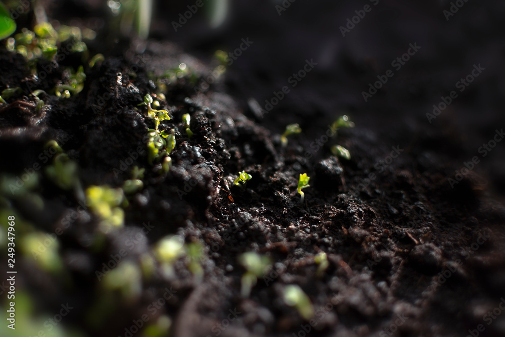Growing micro-greens with free space for text. Healthy eating concept of fresh garden produce organically grown as a symbol of health. Growing micro-greens with free space for text. Healthy eating concept of fresh garden produce organically grown as a symbol of health.